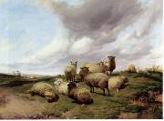 Sheep 146